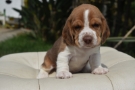 Cachorro Beagle bebe