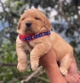 cachorro Golden Retriever