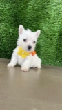 cachorro Westy